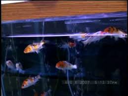 Sometimes you can find pet fish for sale in your local newspaper, too. Fish Pet Store Near Me Pet S Gallery