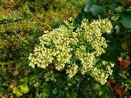 Image result for Agrocharis