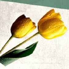 The director was the author herself, yasmina reza. God Of Carnage Yasmina Reza Carlos Chahine Home Facebook