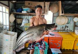 If playback doesn't begin shortly, try restarting your device. Borneolive