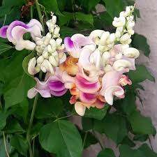 Image result for Cochliasanthus caracalla