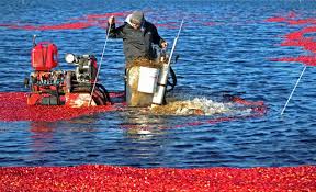 Cranberry Festival 2019 What Are Cranberries Entertainment Theworldlink Com