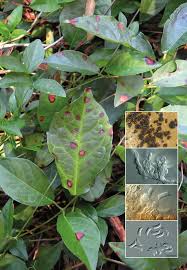 Image result for Marquesia acuminata