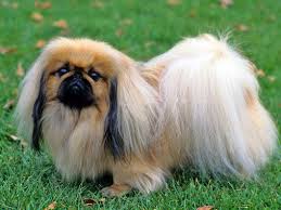 Pekingese Elityavru Com