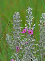 Image result for Sopubia