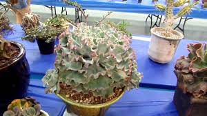 Andreas mordhorst holds a master's degree in biology (applied botany with focus on plant. San Diego Cactus Succulent Society Show 6 7 14 3 5 Youtube
