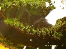 Image result for Aldrovanda vesiculosa