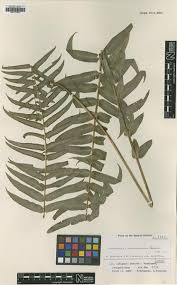 Image result for Lomariopsidaceae