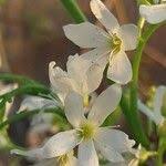 Image result for Rourea orientalis