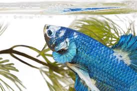 How To Set Up A Beautiful Betta Fish Tank Betta Fish Care 101 Aquarium Co Op