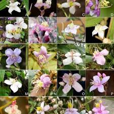 Image result for Antherotoma densiflora