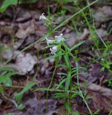 Image result for Brachystegia longifolia
