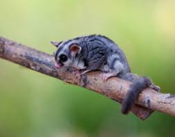 Sugar Glider Wild Wonders