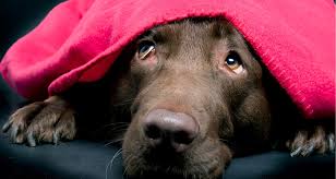 My dog freaks out during a storm. Ease Your Dog S Fear Of Fireworks Farmers Almanac