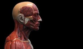 Molly smith dipcnm, mbant • reviewer: Head And Torso Anatomy Human Head And Shoulder Muscular Anatomy Stock Photo Picture And Royalty Free Image Image 64471308