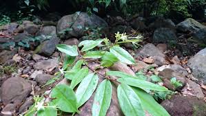 Image result for Didymosalpinx callianthus
