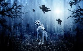 Wolf howling at the moon. Hd Wallpaper Forest 4k 8k Hd Wallappers Wolves Wallpaper Flare