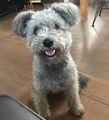 These beautiful breeds range from the loosest curling waves to the stiffest curls. 12 Absolutely Adorable Curly Haired Dog Breeds Dog Breeds Pumi Dog White Dog Breeds