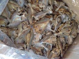 Ikan bilis yang segar dan baru. Ikan Asin Bilis