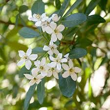 Maybe you would like to learn more about one of these? Best Fragrant Flowers Fragrant Flowers Small White Flowers Fragrant Flowers Garden
