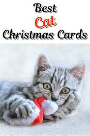 This was actually a gap ad, but it makes an adorable christmas card photo. 10 Cute And Funny Cat Christmas Cards