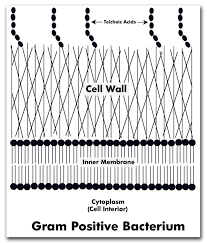 What Is The Difference Between Gram Positive And Gram