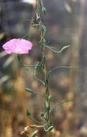 Image result for Convolvulaceae