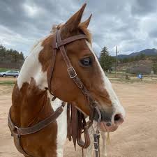 As required by ihsa, we compete in both the western and english hunt seat disciplines. Usafa Equestrian Center Home Facebook