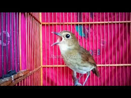 Cara bediri si betina ini juga tidak segagah si jantan. Jongkangan Cingcoang Coklat Untuk Pancingan Dan Masteran Youtube