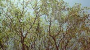 Chordify is your #1 platform for chords. Laurent Gerra Ma Cabane Au Fond Du Jardin Avec Paroles Youtube