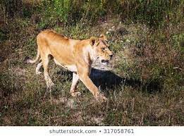 Lion Pride In Nature Safari Park Taigan Belogorsk Crimea Stock Photos Shadow Safari Park