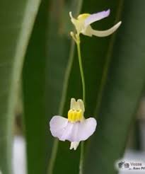 Image result for Utricularia appendiculata