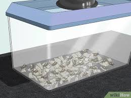 How To Care For A Chilean Rose Tarantula With Pictures Wikihow
