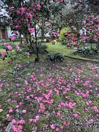 Pin On Camellias