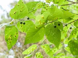 And the tree usually grows greenish flowers around the month. February 2019 The Natural Web