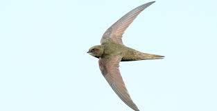 Результат пошуку зображень за запитом "стриж"