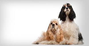 Image result for anglický kokršpaněl