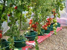 To successfully grow tomatoes this way, buy large pots for planting and cages to offer tender stalks a bit of extra support. Plant Tomatoes Indoors Uk Cromalinsupport