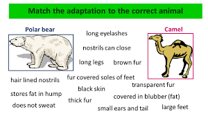 Camel is a precious and paramount animal of pakistan camelus dromedaries domesticated under. Adaptations To Different Habitats Ppt Video Online Download