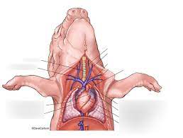 Fetal Pig Practicum Circulatory System Diagram Quizlet