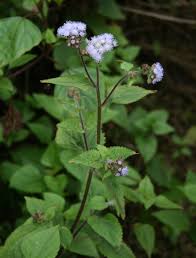 Image result for Ageratum houstonianum
