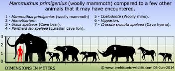 Image result for mammuthus primigenius