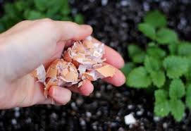 The amount you use depends on the type of plants you are growing. Tomato Talk Preventing Blossom End Rot Beat Your Neighbor
