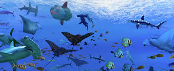 En moyenne, 360 000 personnes visitent chaque année cet aquarium, ce qui en fait le premier équipement touristique privé le plus visité de bretagne. Nausicaa Le Plus Grand Aquarium D Europe Vous Attend Voyages Leonard