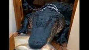 I'm choking back my fears. Cactus World News Music The Miami Vice Community