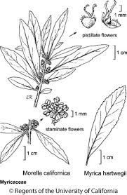 Image result for Myricaceae