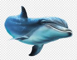 Maybe you would like to learn more about one of these? Dolphin Painted Fish Dolphin Marine Mammal Mammal Animals Png Pngwing