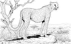 These coloring pages are free to print and color, however, they are copyrighted illustrations and may not be altered or used in other publications without written permission from the publisher. Cheetah In Nature Animal Hard Adult Coloring Pages Printable