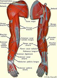 The muscles of the upper arm are responsible for the flexion and extension of the forearm at the elbow joint. Bio201 Arm Muscles Body Anatomy Arm Muscle Anatomy Human Body Anatomy
