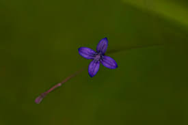 Image result for Oldenlandia affinis